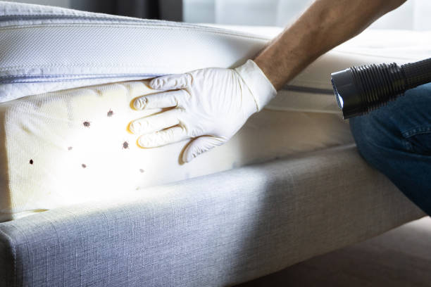 Best Emergency Pest Control  in Fircrest, WA