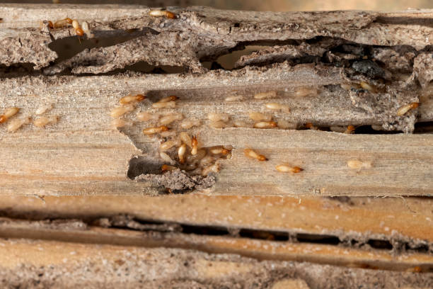 Best Commercial Pest Control Services  in Fircrest, WA