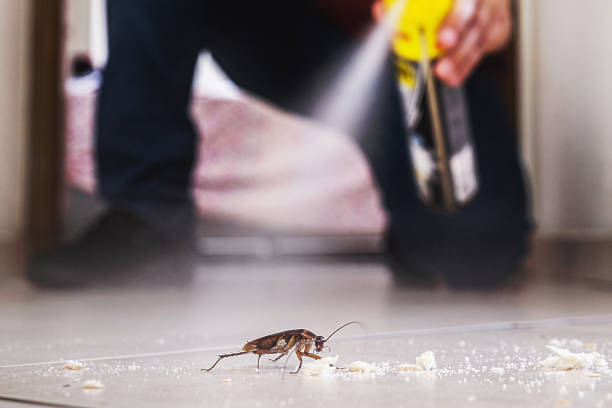 Best Spider Control Near Me  in Fircrest, WA