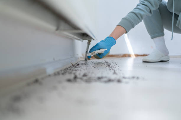 Best Insect Control  in Fircrest, WA
